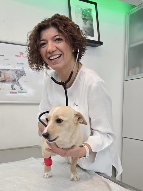 PetSmile Clinic’te veteriner hekim ve muayene masasındaki bir köpek